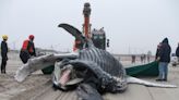 'No credible evidence' that offshore wind activity is killing whales, state officials say