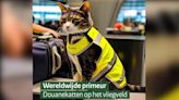 狗也失業？荷蘭啟用「緝毒貓」 數千鏟屎官替主子報名