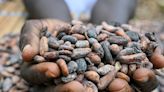 Who profits from the soaring price of cocoa?