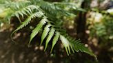 Tiny fern has world's largest genome, contains 50x more DNA than humans