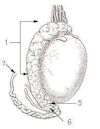 Testicular pain