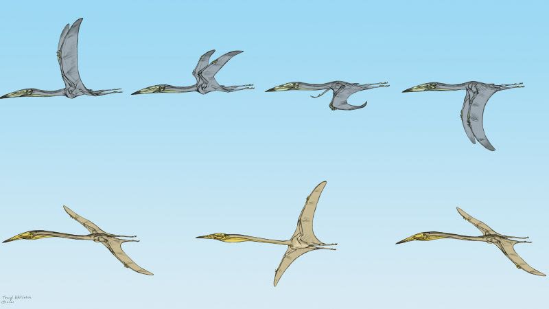 Fossils reveal that some pterosaurs soared like vultures, while others flapped their wings