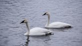 Once nearly extinct, trumpeter swans are making their graceful return to Almonte