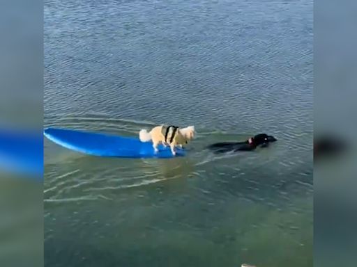 Un perro se viste de héroe y salva a otro varado en una tabla de surf