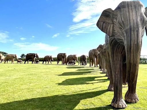 Herd of 'elephants' parade around Newport | ABC6