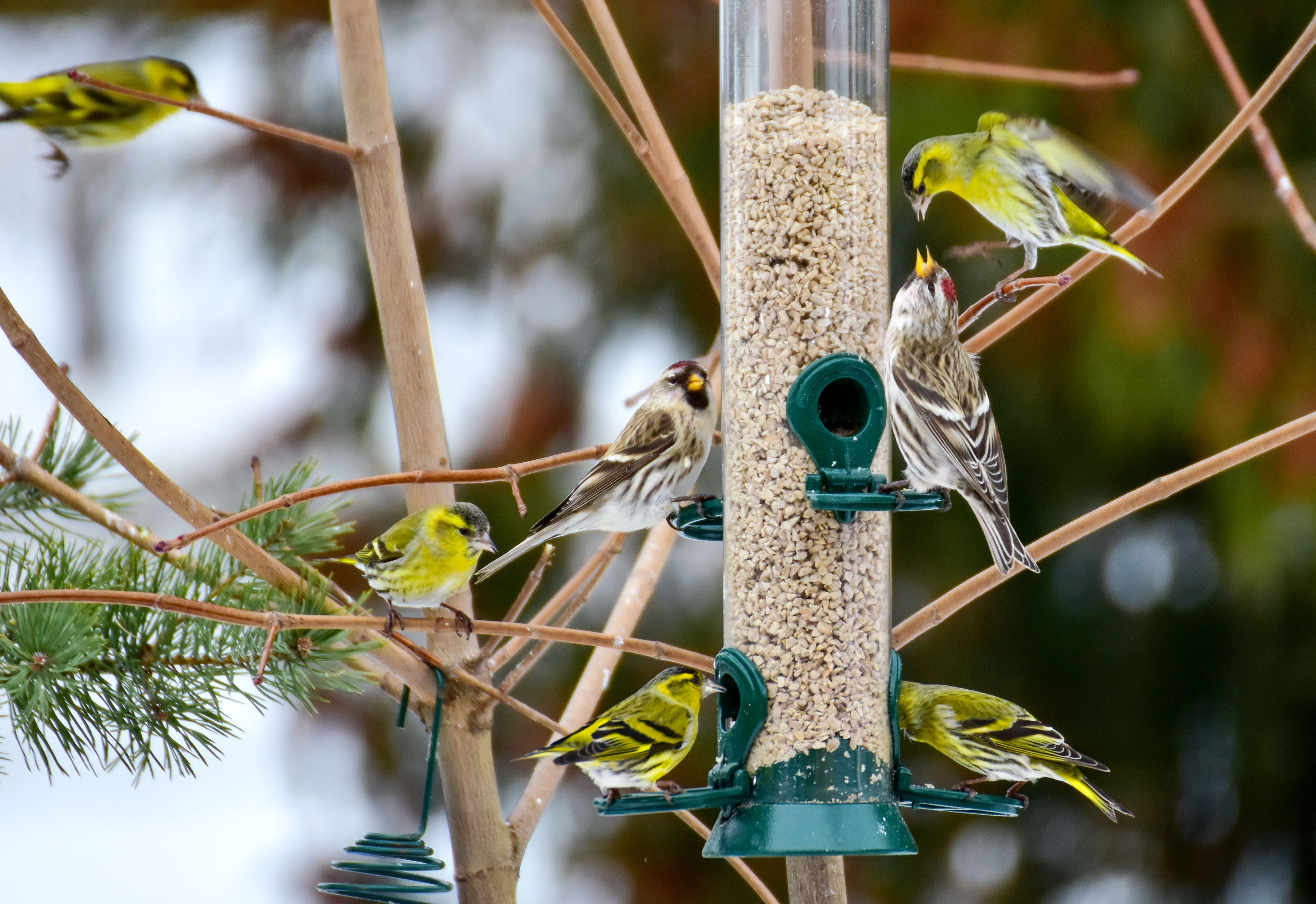 Get Birds to Flock to Feeders in Your Yard with These Expert Tips