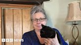 Kent: Cat's death sparks speed message from Wingham pet owner
