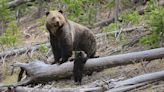 Bear charges visitor in Casey Meadows area of Helena-Lewis and Clark National Forest