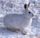 Snowshoe hare