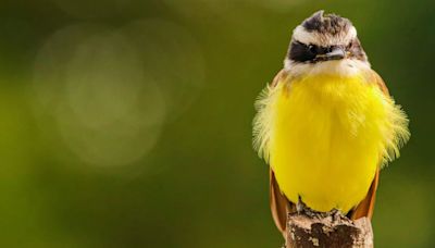 Casi la mitad de las especies de aves están amenazadas por la tala de árboles y la intensificación de la agricultura