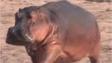 When Hippos Fly: Hippopotamuses Can Move So Fast They Become Airborne