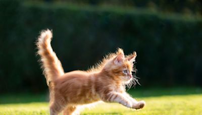 20 Cutest Cat Breeds of All Time
