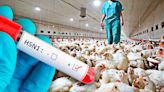 Gripe aviar: ¿qué es el virus H5N1, cuáles son los síntomas y cómo se contagia?