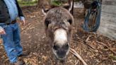 'Irresponsible': Palo Alto gives $10K to local 'Shrek' donkey