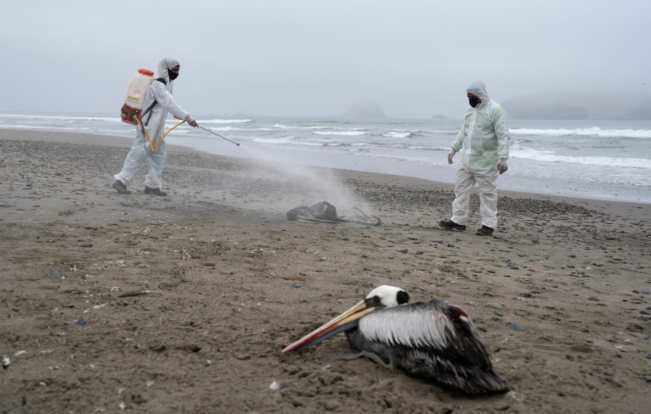 Studies find contagious bird flu in major American cities