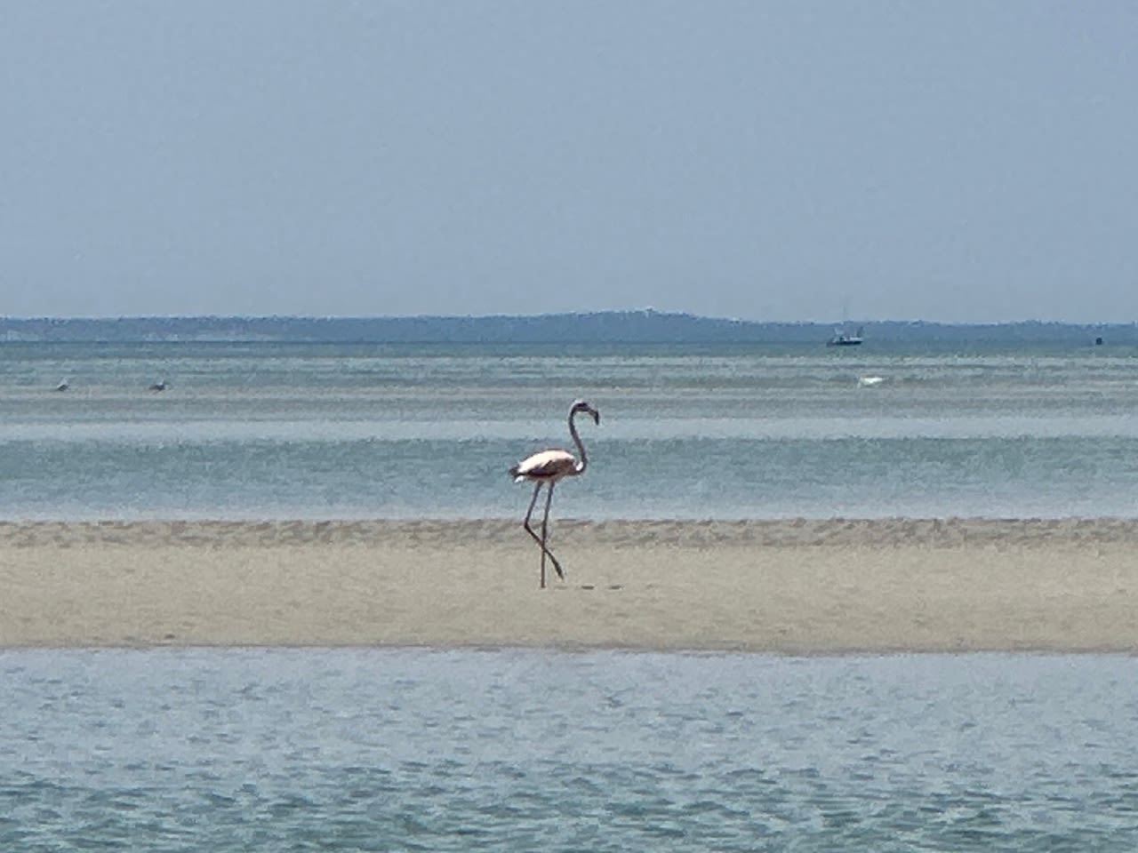 Cape Cod flamingo sighting unprecedented Mass. Audubon says