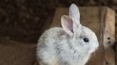 Why do rabbits eat their own rabbit poop?