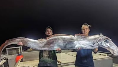 Giant Oarfish Discovered Near Tiwi Island, Locals Recall Ancient Folklore Of Bad Omens - News18