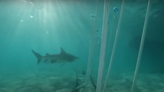 A Shark Week Host and Scientist Created This Humane (and Effective) Alternative to Shark Nets