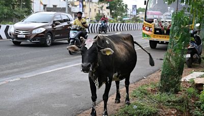 Stray cattle roaming the roads continues to pose a challenge to Tiruchi Corporation