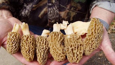 Unexpected culinary gifts, including a big basket of rare morels, act as fuel for the soul