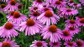 7 Summer Flowers You Can Still Plant and Enjoy This Season