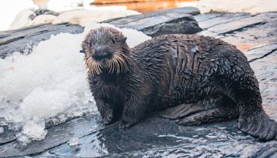 Rescued sea otter pup is new ambassador at SeaWorld San Diego