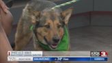 Sweet cowgirl Ruby available at Easy Street Animal Shelter