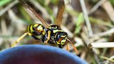 This Spicy Condiment Can Keep Yellow Jacket Wasps Away