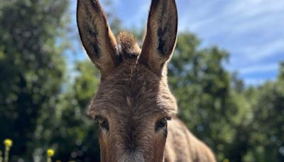 Burro que serviu de inspiração para "Shrek" está doente e precisa da ajuda de fãs