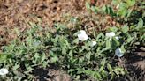 It’s illegal to let these 19 ‘noxious weeds’ grow in your yard in Kansas and Missouri