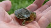 At Least 26 People in 11 U.S. States Sickened by Salmonella Outbreak Linked to Turtles, Says CDC