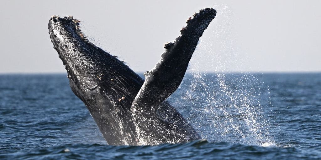 Video showed a humpback whale smashing into and capsizing a boat. Biologists say the whale was likely just feeding.