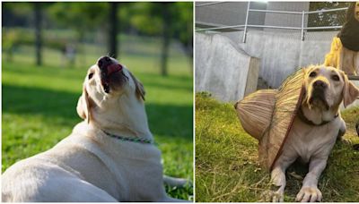 搜救犬「木蘭」5歲癌逝 領犬員淚崩：何其有幸與你相遇