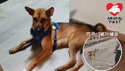 經歷惡意投訴粗暴捕捉 善良小狗仍對人充滿友善信任 - 香港動物報 Hong Kong Animal Post