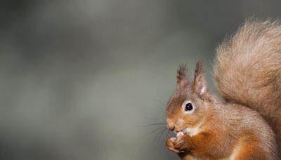 Free nature-themed days out in Wicklow to offer fun learning for kids