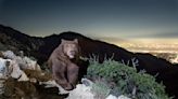 Bear named 'Oreo' roams Monrovia in search of food — and snags namesake cookies