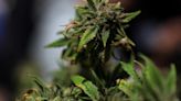 Pot stocks jump as U.S. DOJ moves to reclassify cannabis as a less dangerous drug
