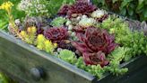 Grow Your Own Succulent Garden, Plus How To Grow New Succulents From Their Leaves!