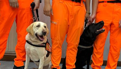 地震搜救、安檢港口 7隻搜救犬獲贈1年份疫苗、健檢