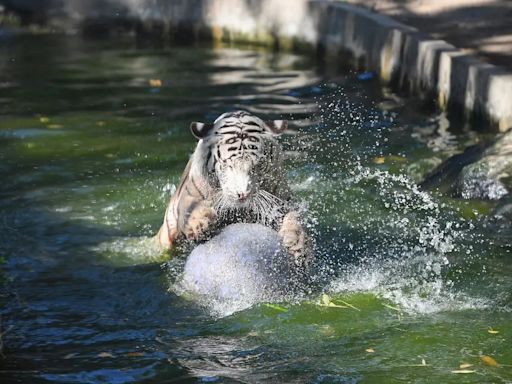 Sangre helada y abstinencia sexual, la fórmula para proteger del calor a los grandes felinos