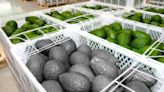 Palta peruana estaría exportándose sin madurar y afectaría su reputación internacional