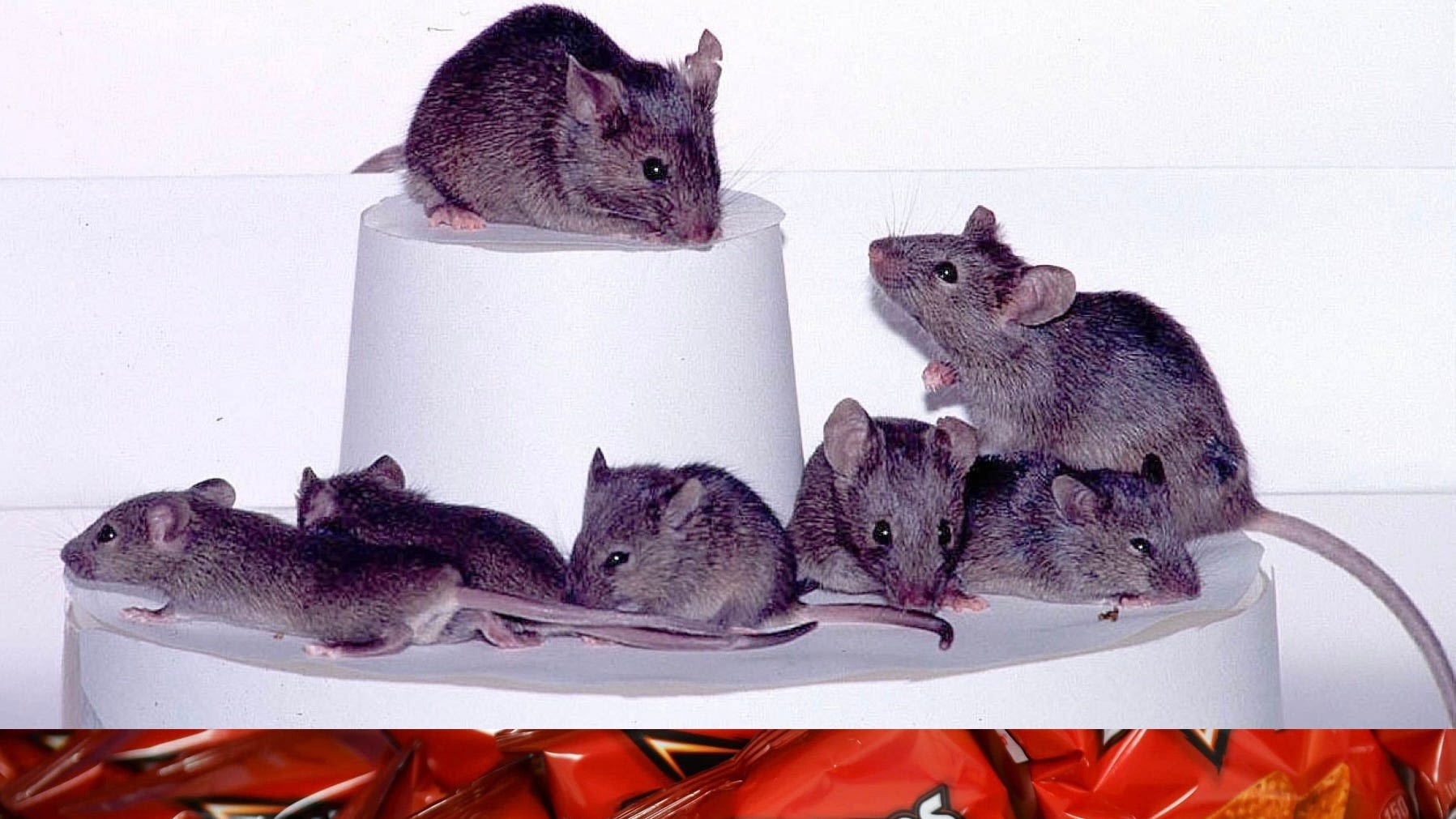 Dye in Doritos used in experiment that, like a 'magic trick,' created see-through mice