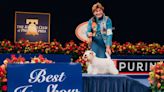 Stache the Sealyham Terrier Wins Best in Show at the 2023 National Dog Show