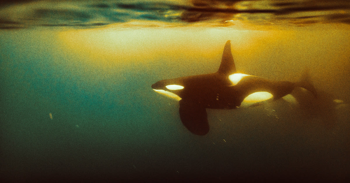 You'll Never Guess What Happened After This Guy Tried to "Body Slam" a Killer Whale