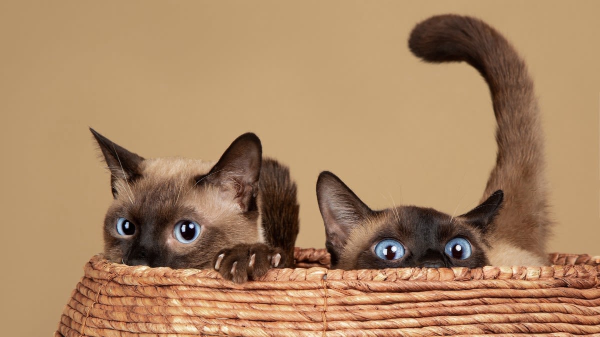 Siamese Cat Siblings are Mesmerized Watching Famous 'Lady and the Tramp' Scene