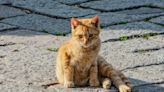 Desapareceram dezenas de gatos de colónias no Barreiro. Cuidadores falam em rapto