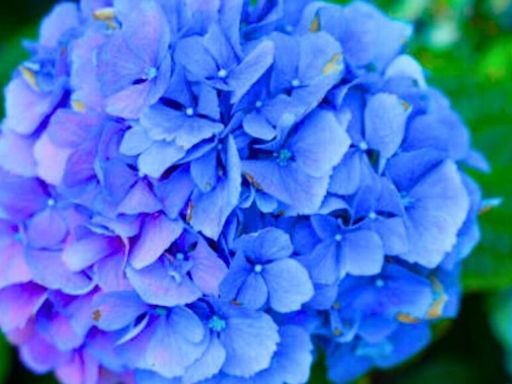 Hydrangeas will grow bigger and more vibrant flowers when fed 1 kitchen scrap