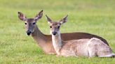 New Braunfels overpopulated with deer, according to watershed manager