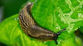 Slug expert's guide to removing them without cruelty or chemicals